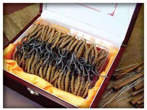 沁阳冬虫夏草回收